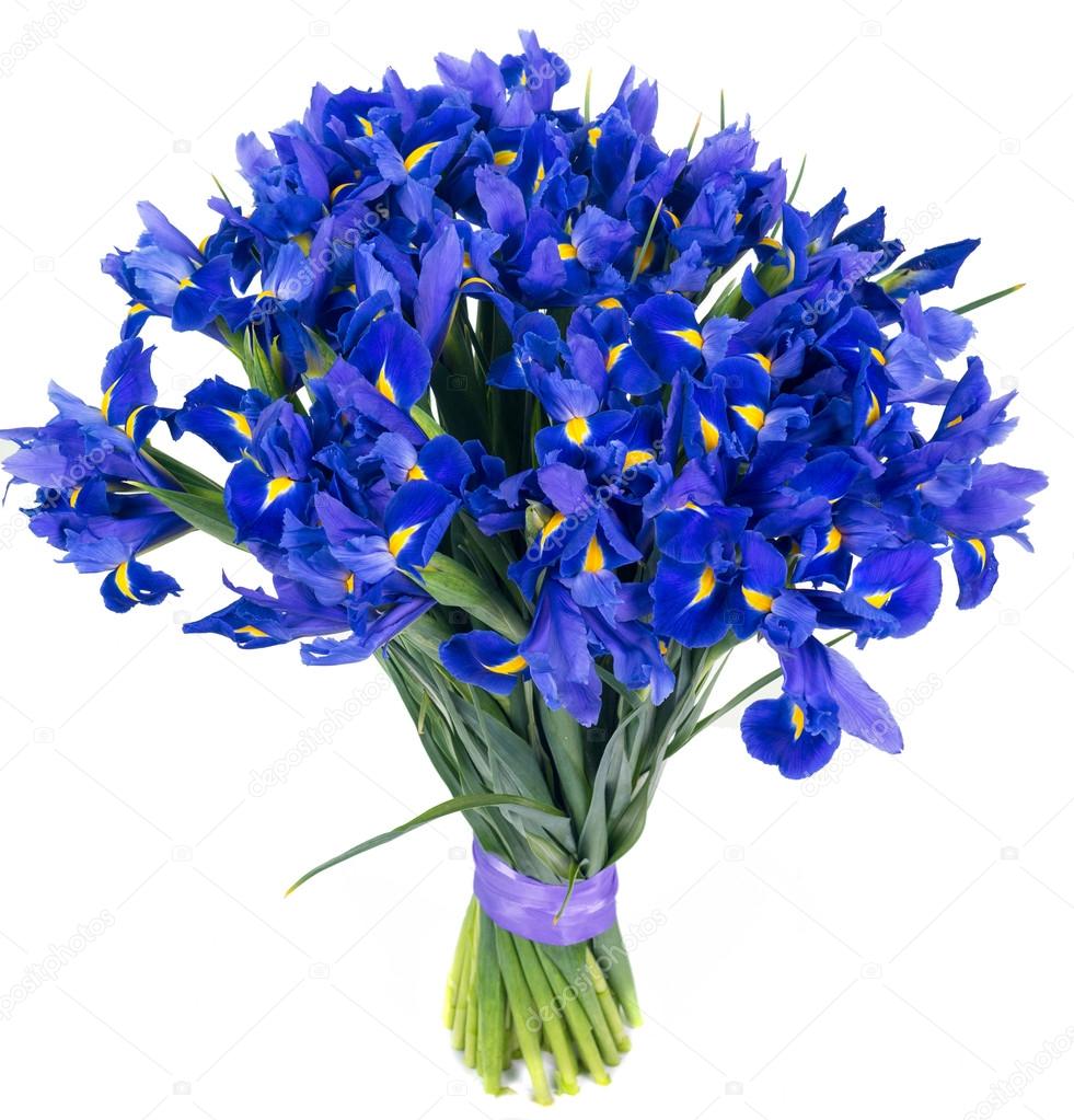 Bouquet of blue irises