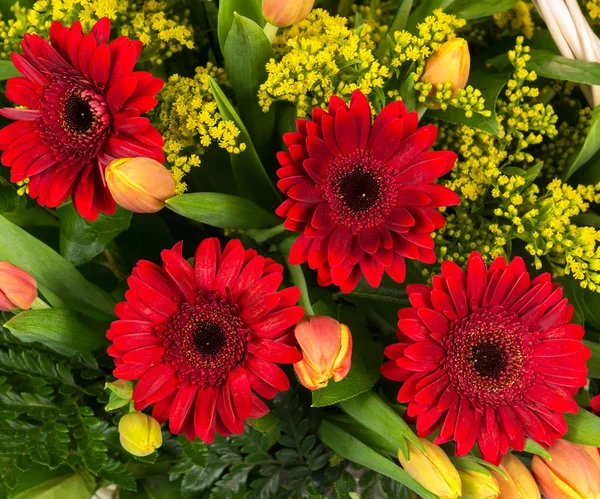 Gerberas merah alami — Stok Foto