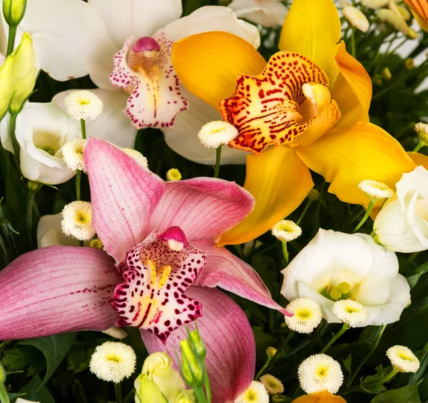 Natuurlijke kleurrijke orchideeën — Stockfoto