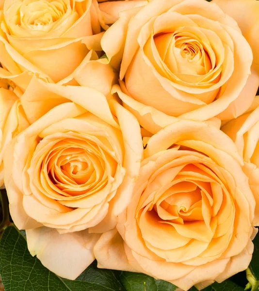 Natürliche gelbe Rosen — Stockfoto