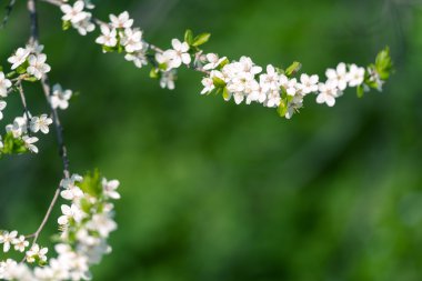 kiraz çiçekleri çiçek