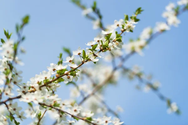 Blumen der Kirschblüten — Stockfoto