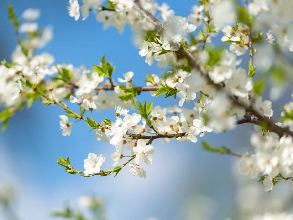 Blumen der Kirschblüten — Stockfoto