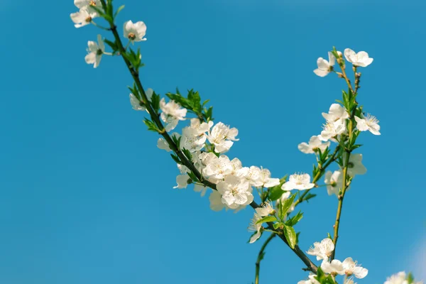 Kwiaty z wiśniowych kwiatów — Zdjęcie stockowe