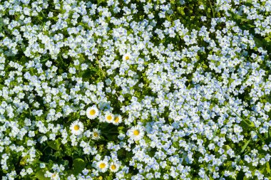 arka plan unutma çiçek