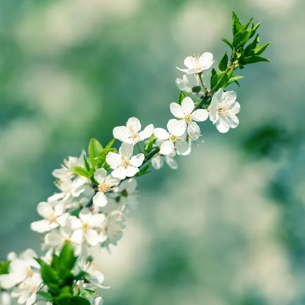 Blumen der Kirschblüten — Stockfoto