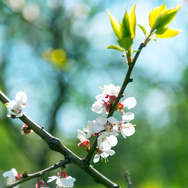 Blumen der Kirschblüten — Stockfoto