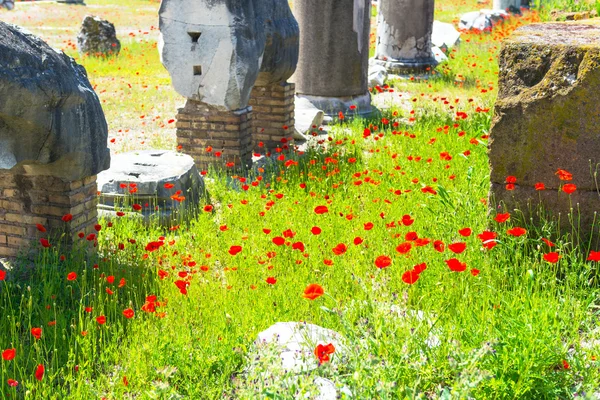 Makové květy rostoucí v římské fórum, Řím — Stock fotografie