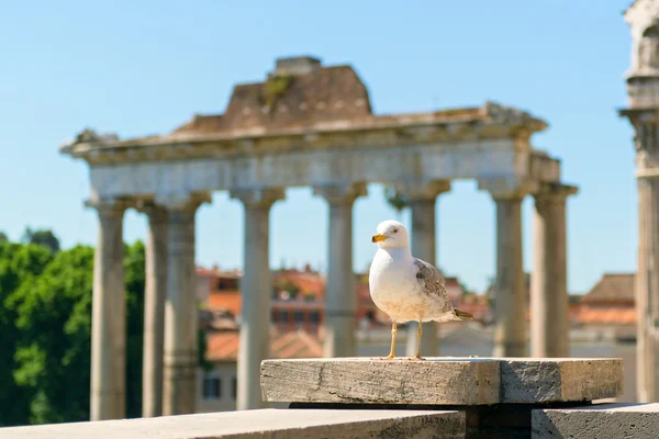 カモメはローマでローマのフォーラムの遺跡 — ストック写真