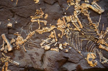 Taştaki dinozor fosili, Mezozoik çağda yaşayan nesli tükenmiş bir hayvanın kemikleri. Tarih öncesi zamana ve kayaya göre fosil iskeletin en üst görüntüsü. Paleontoloji, evrim, arkeoloji ve fosil kavramı.