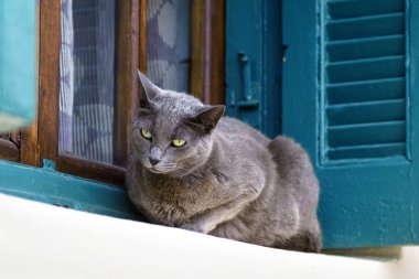 Kedi evin penceresinde yatıyor. Gri stetair kedi pencere eşiğinde. Rus Mavisi ya da Chartreux gibi yerli yetişkin kediler ahşap panjurlarla gevşerler..