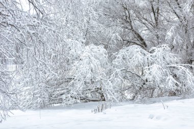 Kış ormanı manzarası, arka plan için karlı bir park. Karların altındaki ağaçların manzarası. Mevsimsel hava, don, Sibirya, hava tahmini, güzel beyaz doğa ve iklim kavramı.