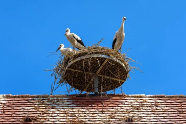 Leylekler mavi gökyüzüne karşı yuvalanır, üç beyaz leylek evlerinin çatısında durur. Köyde ya da kasabada yaşayan yabani leylek ailesinin görüntüsü. 