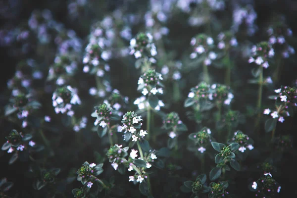 Słodkie Bazylea zielone rośliny z kwiatami rośnie tekstury — Zdjęcie stockowe
