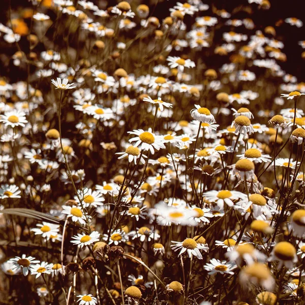 Vintage colored medical roman Chamomile flowers Field — Stock Photo, Image