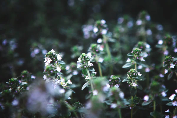 Plantas verdes de manjericão doce com flores textura crescente — Fotografia de Stock