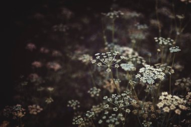 Çiçekli maydanoz bitkilerinin koyu kahverengi arkaplanı