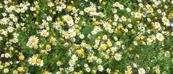Banner with medical roman Chamomile flowers Field — Stock Photo, Image