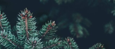 Koyu kopya alanı üzerinde çam dalları olan pankart