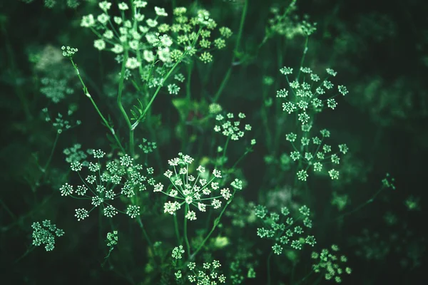 Темно-зеленый фон цветущих растений петрушки — стоковое фото