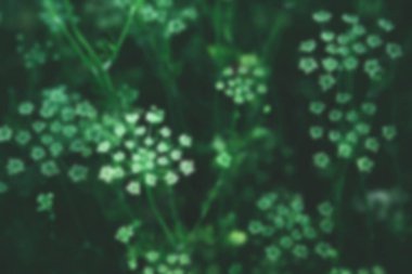 Çiçekli maydanoz bitkilerinin bulanık yeşil arka planı