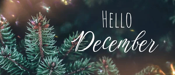 Banner met dennentakken en belettering Hallo december — Stockfoto