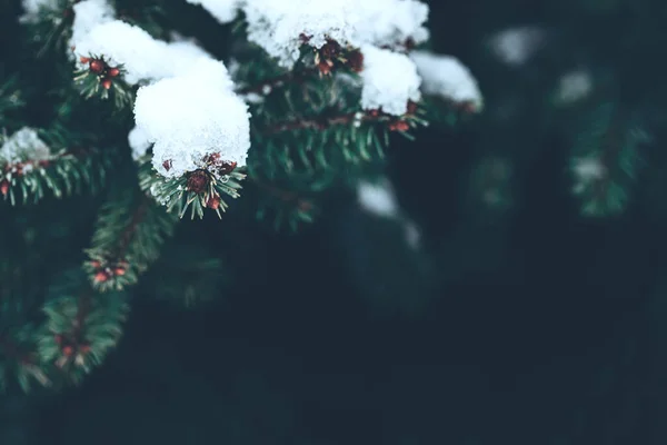 Zbliżenie śnieżnych gałęzi sosny z ciemną przestrzenią do kopiowania — Zdjęcie stockowe