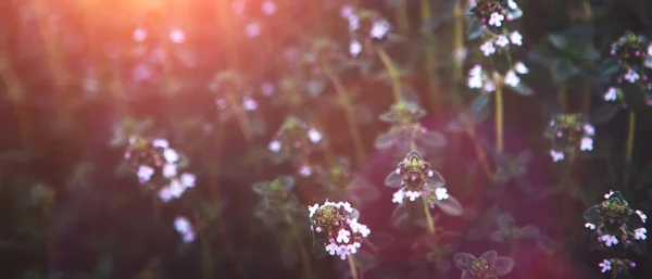 Süßes Basilikum grüne Pflanzen mit Blüten wachsende Textur — Stockfoto