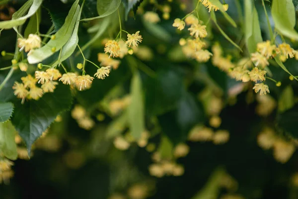 Fondo de primavera con primer plano de flores de tilo — Foto de Stock