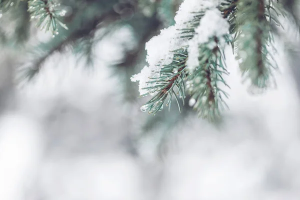 Nahaufnahme von verschneiten Kiefernzweigen mit leichtem Kopierraum — Stockfoto