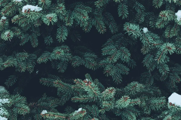 Primo piano di struttura di rami di abete verde — Foto Stock