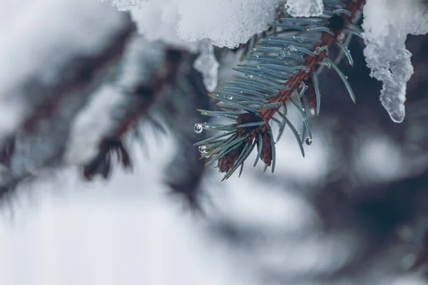 Primo piano di rami di abete innevati con spazio di copia leggero — Foto Stock