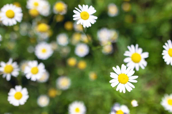 Piękny kwitnący medyczny rzymski rumianek kwiaty pole — Zdjęcie stockowe