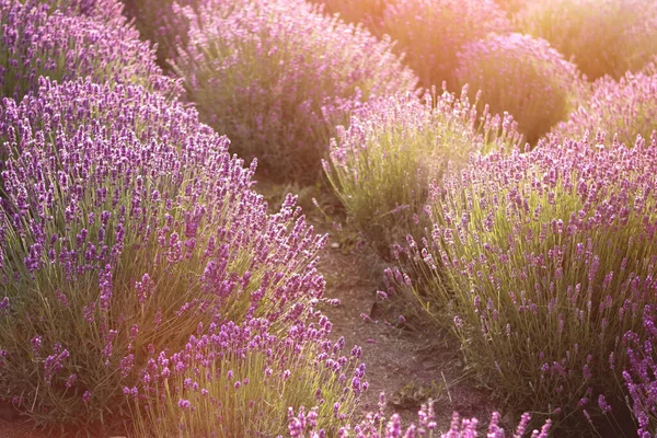 Primo piano del campo di fiori di lavanda ai raggi del tramonto — Foto Stock