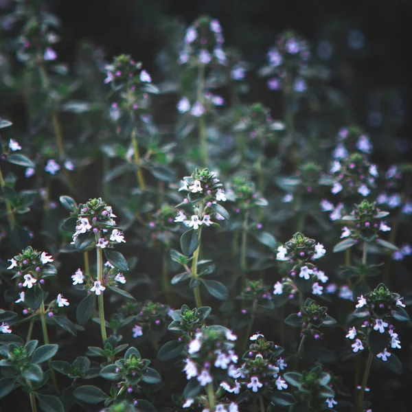 Plantas verdes de manjericão doce com flores textura crescente — Fotografia de Stock
