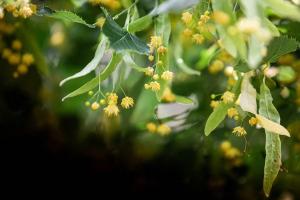 Fundo de primavera com closeup de flores da árvore de tília — Fotografia de Stock