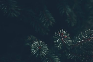 Koyu kopya alanı olan çam dallarına yakın çekim