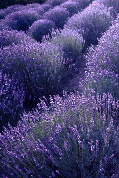 Closeup of Lavender flower field at sunset rays — Stock Photo, Image