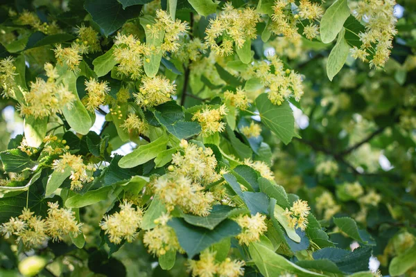 リンデンの木の花のクローズアップと春の背景 — ストック写真