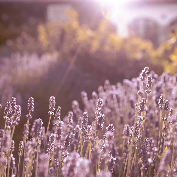 closeup of Lavender flower field at sunset rays