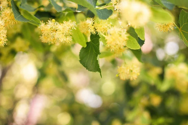 リンデンの木の花のクローズアップと春の背景 — ストック写真