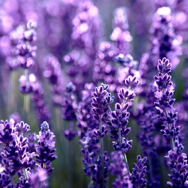 closeup of Lavender flower field at sunset rays