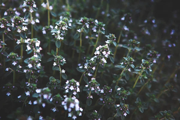 Słodkie Bazylea zielone rośliny z kwiatami rośnie tekstury — Zdjęcie stockowe