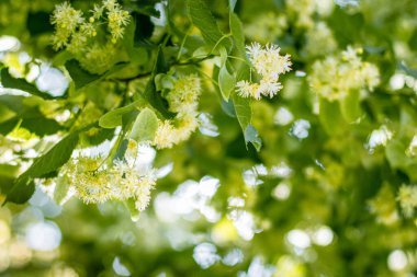 İlkbahar arkaplanı Linden ağacı çiçeklerinin yakın planıyla 