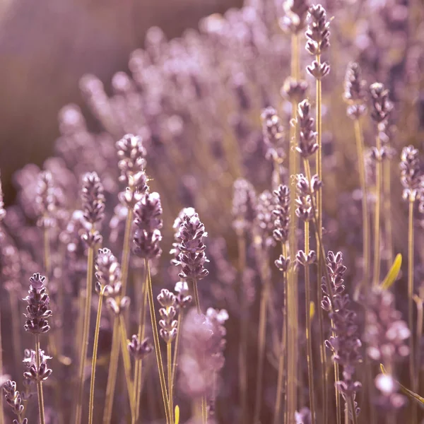 closeup of Lavender flower field at sunset rays