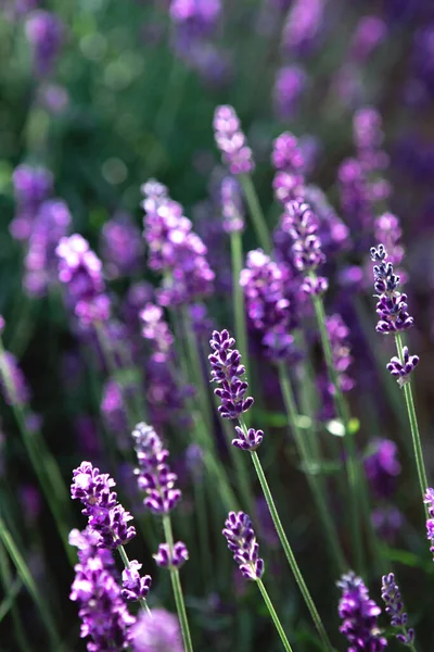 closeup of Lavender flower afield at sunset rays