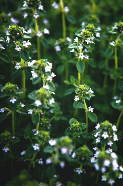 Plantas verdes de manjericão doce com flores textura crescente — Fotografia de Stock