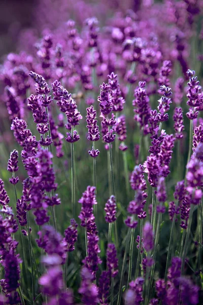 closeup of Lavender flower field at sunset rays