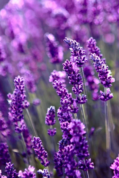 Primo piano del campo di fiori di lavanda ai raggi del tramonto — Foto Stock