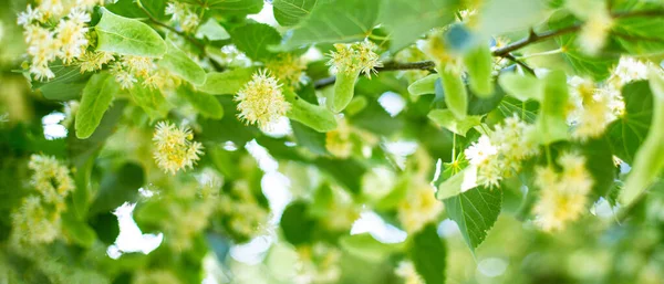 リンデンの木の花のクローズアップと春のバナーの背景 — ストック写真